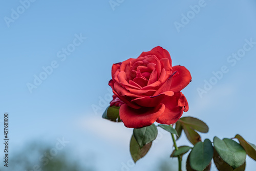 A single open red rose in a simple background