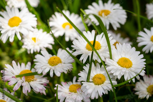 daisies in a field