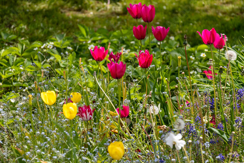 tulips in spring