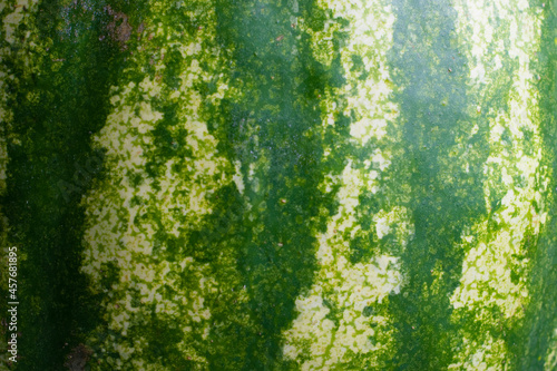 Wallpaper Mural Green peel of watermelon close-up, macro, beautiful natural pattern, background with place for text Torontodigital.ca