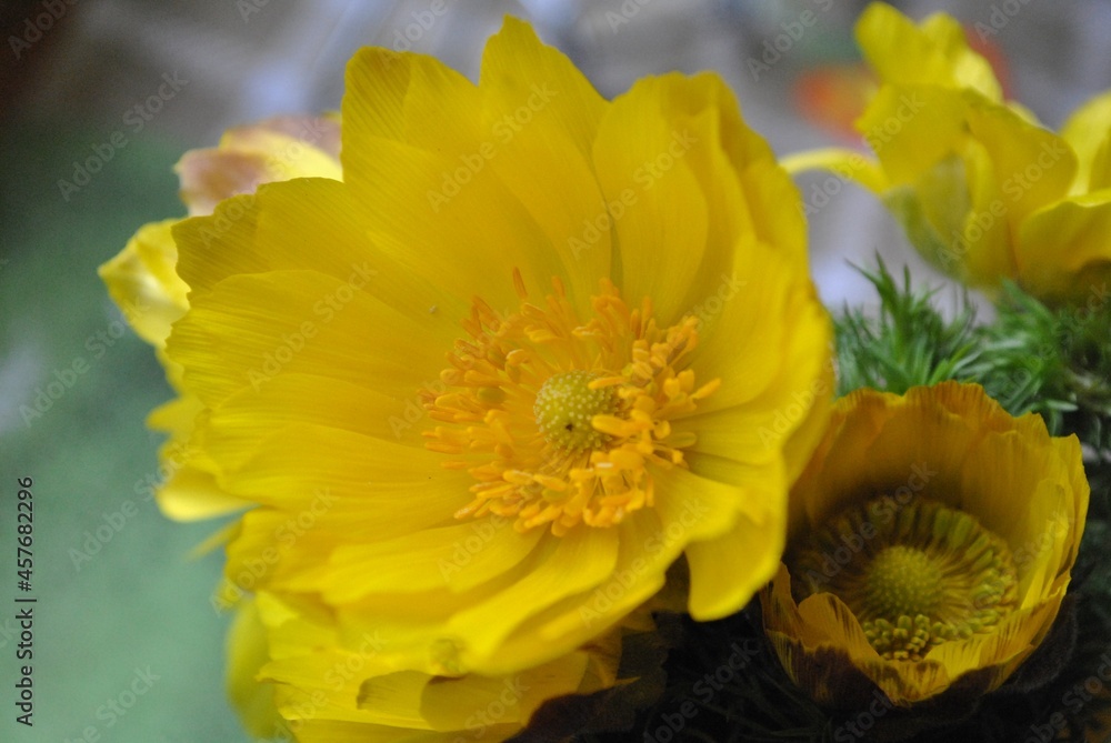 Yellow flower of Adonis close-up Yellow flower of Adonis close-up