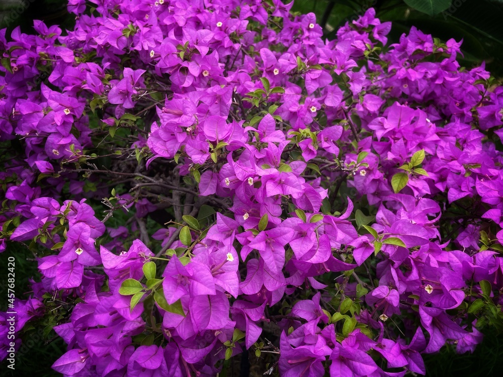 Close up on beautiful pink bougainvillea flowers. Close up on beautiful pink bougainvillea flowers.