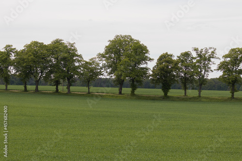 A road for passenger cars between maples and poplars, a road between fields and a beautiful avenue of trees, a road to the destination somewhere far away in Poland in the Barycz Valley