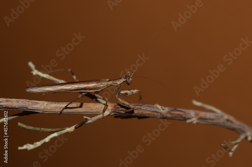 Male European dwarf mantis (Ameles spallanzania) on a stick photo