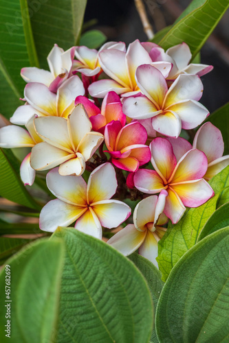 Bright multicolored flowers of plumeria tree