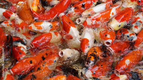 Group of colorful fancy carp fish (Koi fish), Feeding carp crowding together competing for food in pond of the garden, Top view