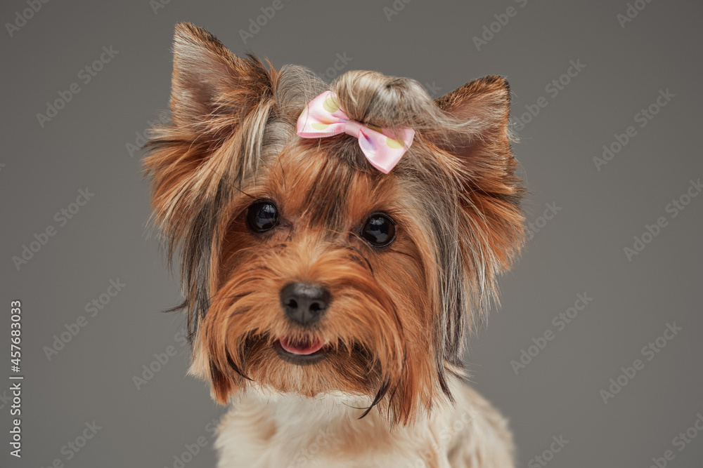 Headshot of yorkshire terrier doggy against gray background