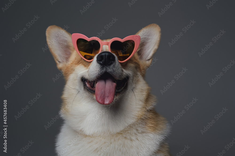 Obraz premium Cheerful doggy with heart shaped eyeglasses against gray background