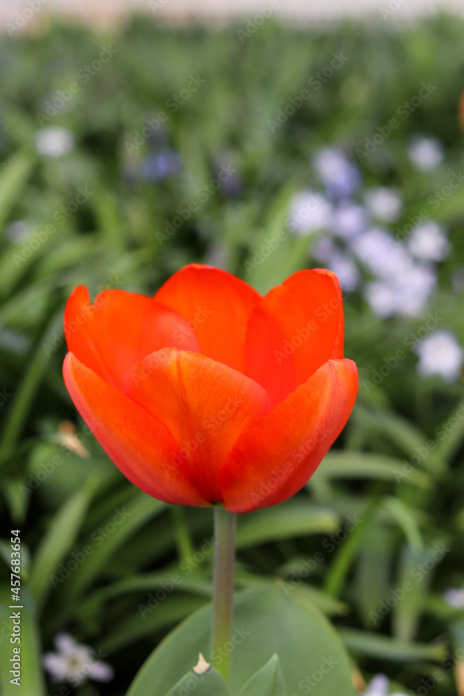 Colourful natural tulip, garden photography Colourful natural tulip, garden photography