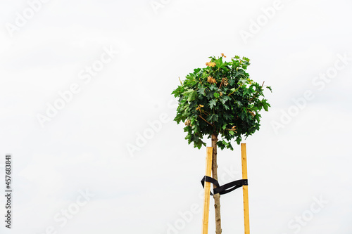 A small globular maple tree reinforced with timber for sustainable growth. Light background. Copy space