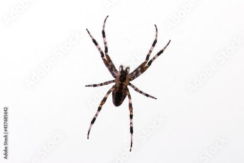 Spider isolated on a white background.