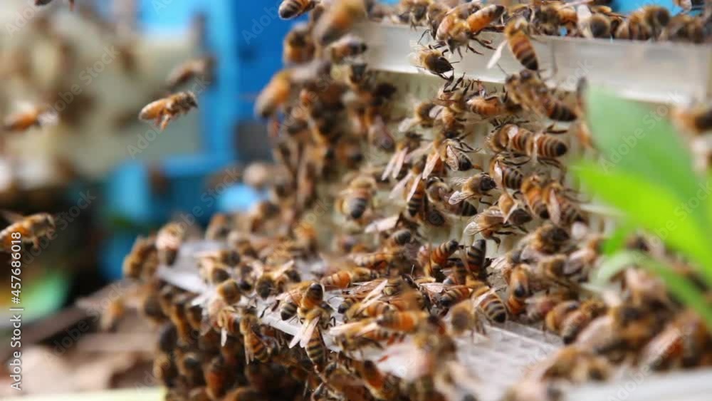 Bee close up. Bees at the bee hive. Swarm of bees Bee close up. Bees at the bee hive. Swarm of bees