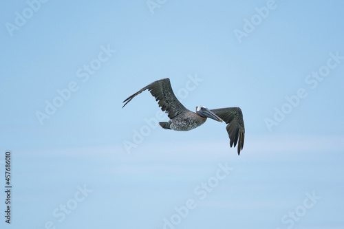 Brown Pelican in flight