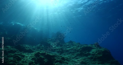 Wallpaper Mural relaxing underwater fish scenery from mediterranean with sun beams and rays slow blue water shiny fish ocean scenery Torontodigital.ca