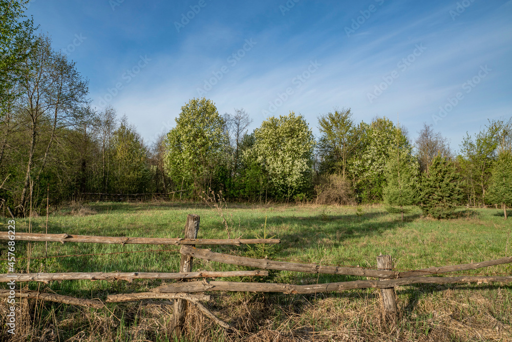 rural landscape, nature, spring, early morning, sunrise, early afternoon, walk, hike, rest, ural, forest, trees, meadow, grass, vegetation, blue sky, distance, height, space, wooden fence, beauty