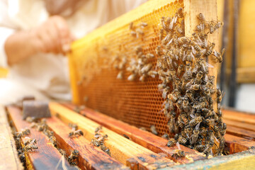 Acrylglasbilder Biene Imker entnimmt Wabenrahmen aus Bienenstock  © New Africa
