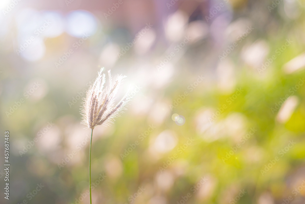 Spring grass alone flower on the summer field of sunlight background. Vintage tone style and softness. Spring grass alone flower on the summer field of sunlight background. Vintage tone style and softness.