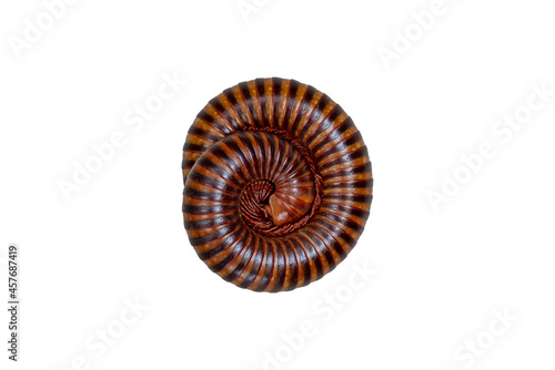 Millipede isolated on white background with clipping path. Millipede in a hundred legs for decoration.