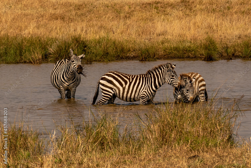 Naklejka premium Zebras grazing in groups at sunset in Mara triangle during migration season