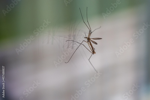 mosquito on a window