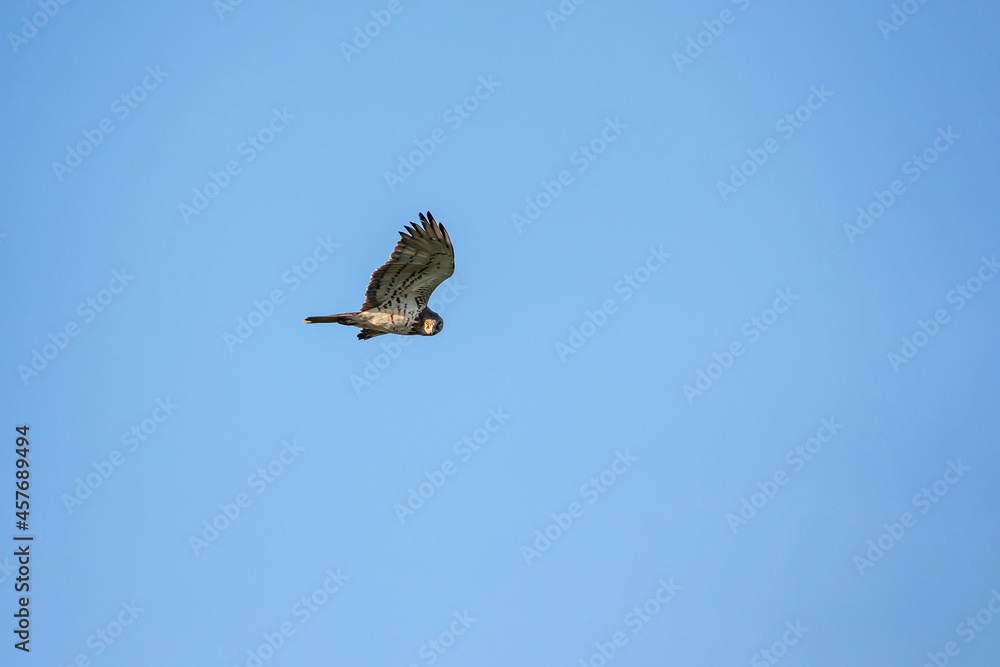 Fototapeta premium Short-toed Snake Eagle (Circaetus gallicus) soaring in the sky with open wings