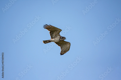 Short-toed Snake Eagle  Circaetus gallicus  soaring in the sky with open wings