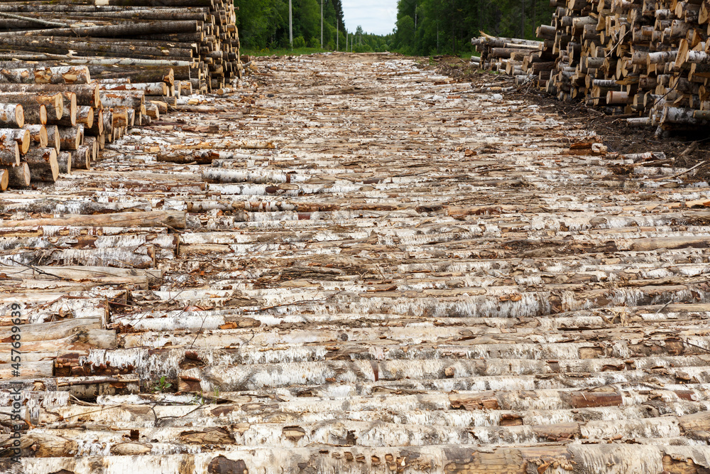 Fototapeta premium Log road in the forest. birch tree bridge made on a muddy road.