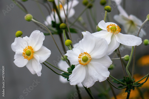 White Japanese anemone, thimbleweed, or windflower blossoms and buds.
