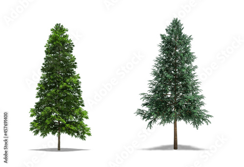 Norway Spruce (Picea abies) and Serbian Spruce (Picea omorika) Plant, Trees isolated on white Background, High Resolution