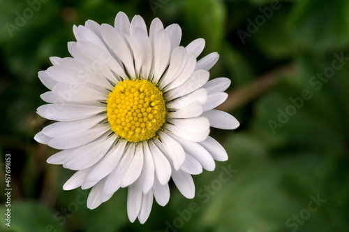 Common Daisy small flower green out of focus background macro close up