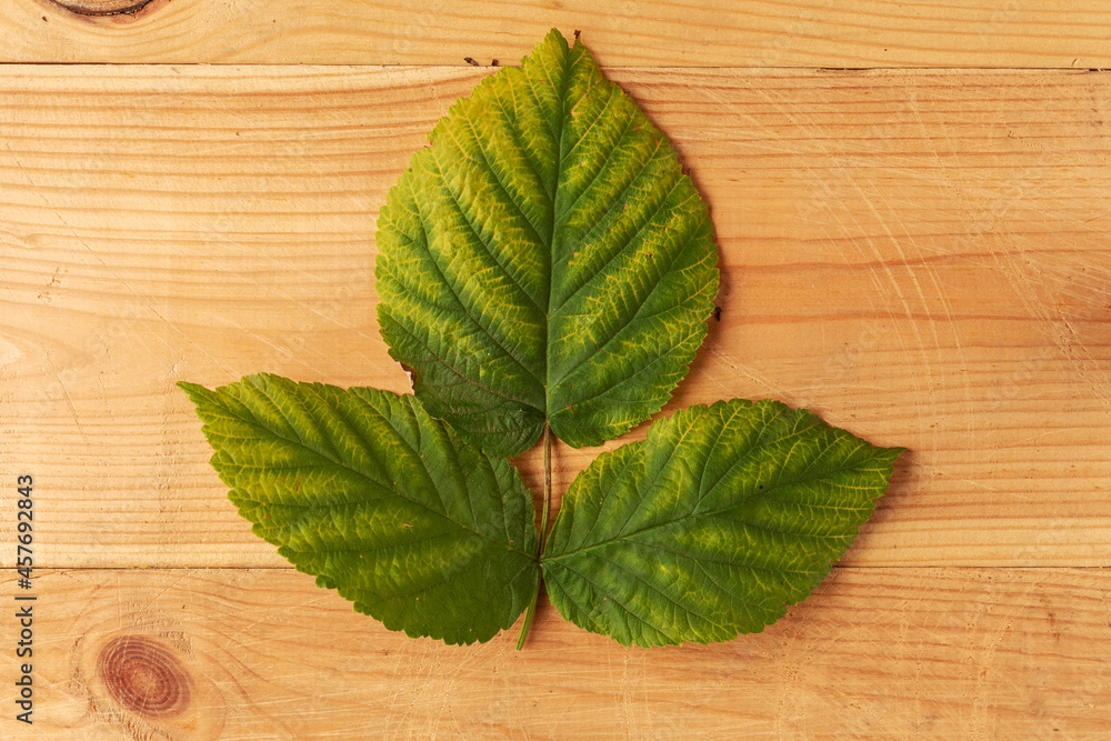 Green textured raspberry leaf on a wooden table. Close-up. Green textured raspberry leaf on a wooden table. Close-up.