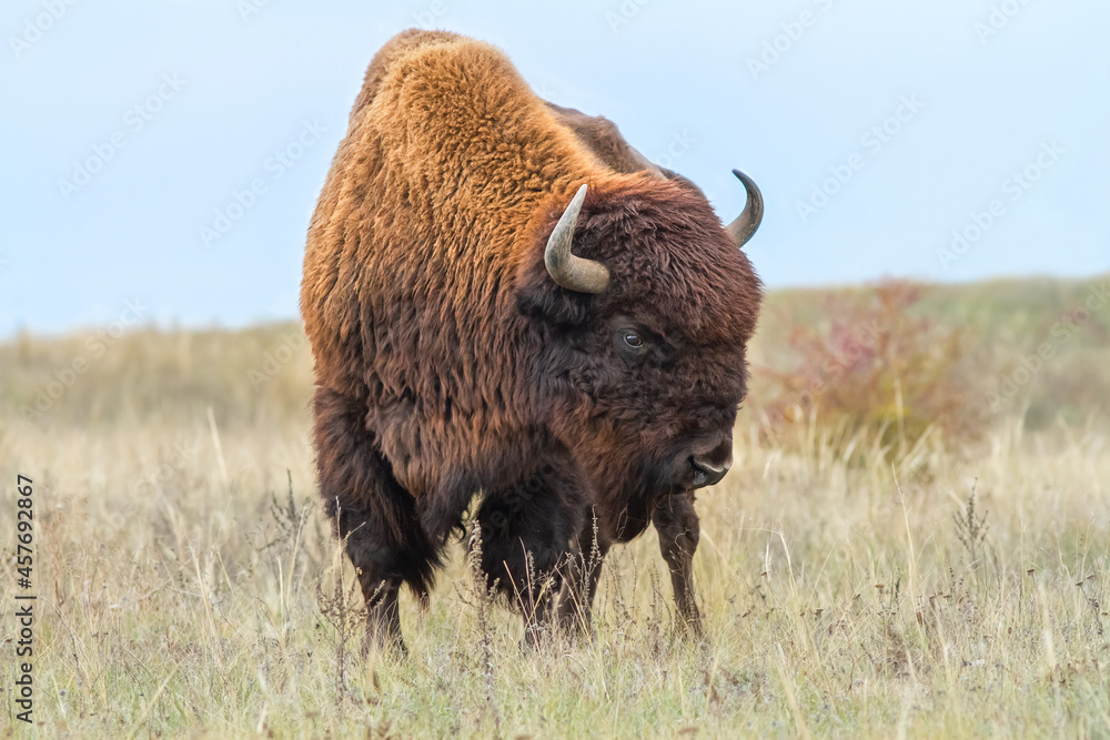 Huge buffalo in steppe closeup. Bison grazing in autumn field.