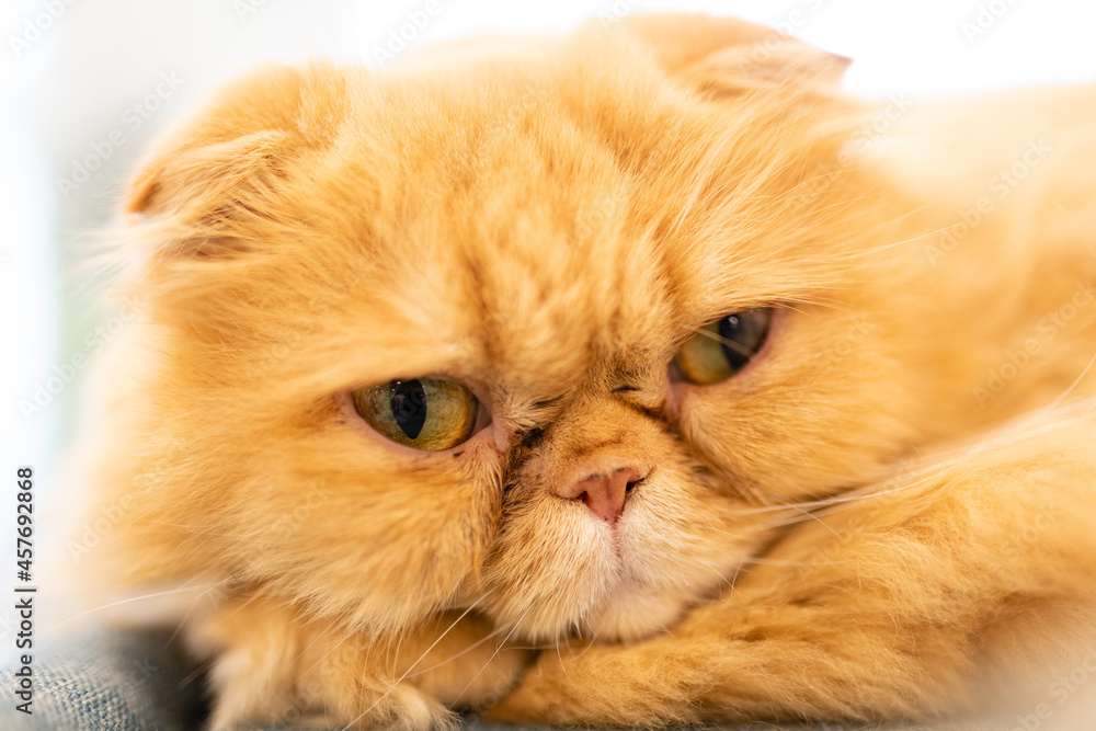 ブサイクな猫 Stock 写真 Adobe Stock