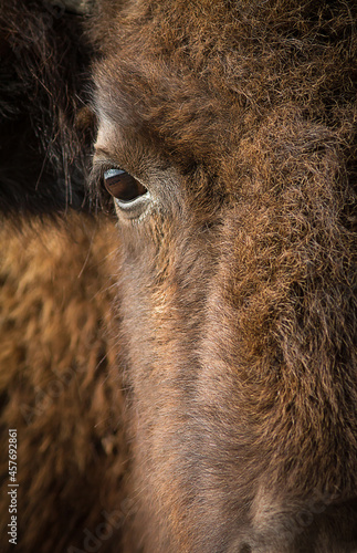 American bison portrait closeup.