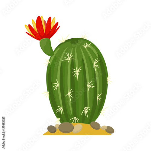 Blooming cactus flat illustration on white background. Desert and exotic plant.