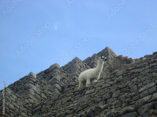 Llamas In Machu Picchu