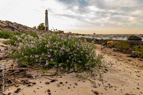 Bunch of purple flowers on sandy beach near Tahkuna lighthouse at sunset. Sea lavender (Limonium platyphyllum) near Baltic Sea. Beach flower at sandy and rocky sea shore photo