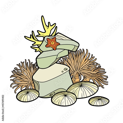 Coral, starfish, hydra and sponges on sandstone  color variation for coloring page isolated on white background