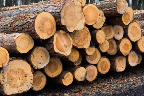 Beech logs  national park  forest lumber. Wood material