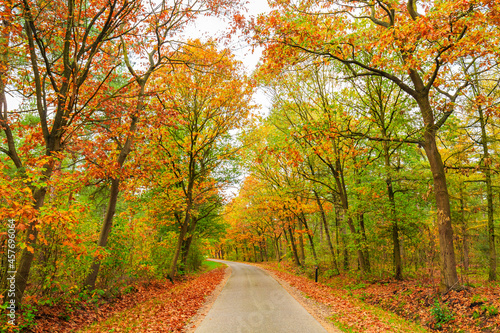 Autumn forest landscape in daylight scenery