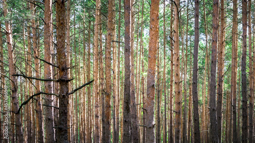 krajobraz  drzewa  las Wydmy Lucynowsko-Mostowieckie
