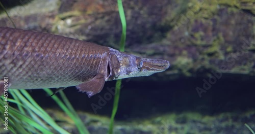 Fish longnose gar (Lepisosteus osseus), also known as longnose garpike, and billy gar, is a ray-finned fish in the family Lepisosteidae. photo