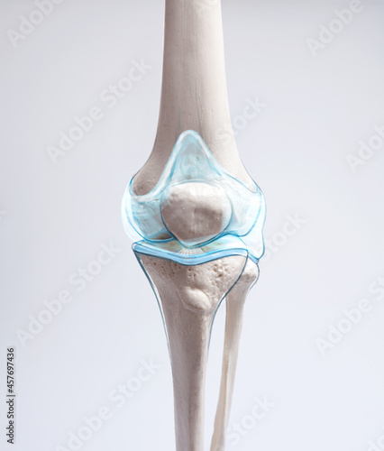 Knee cartilage bone and muscles pain, human leg anatomy illustration
