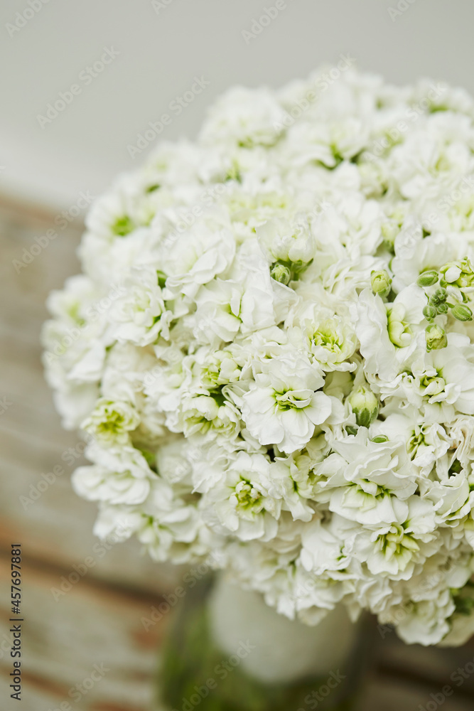 close up of white flower close up of white flower