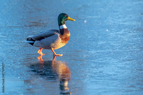 A male mallard dabling duck, Anas platyrhynchos, standing on ice Fototapeta