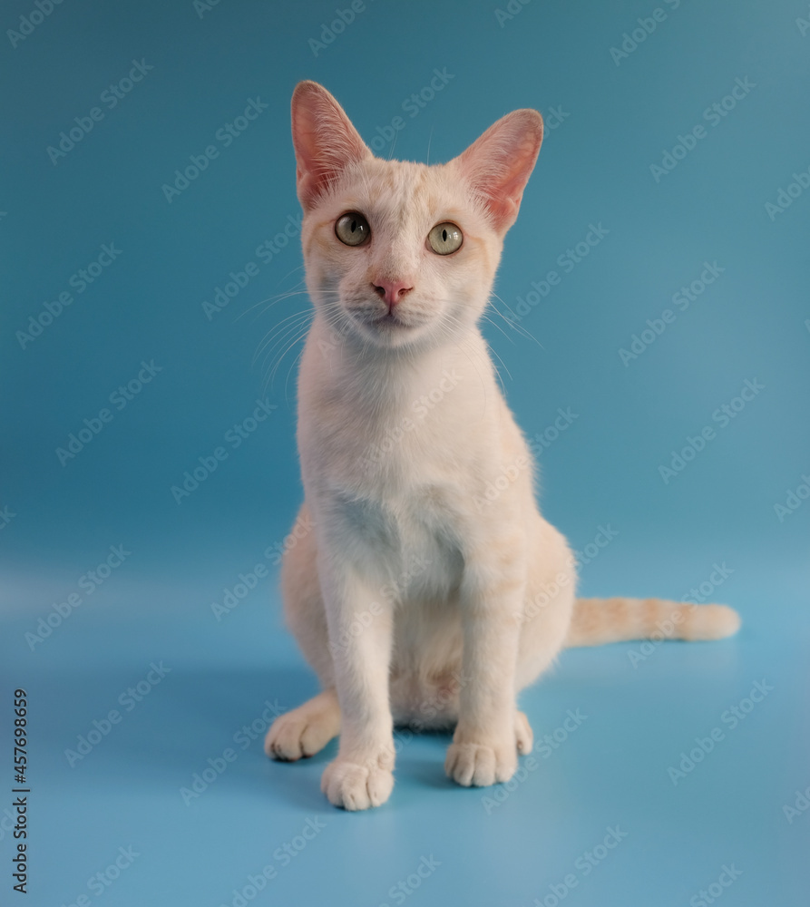 A cute white cat, a native breed that is popular in common people's homes.