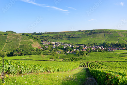 Vineyard in the hills of Sancerre. Chavignol village