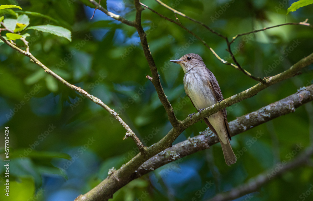 Spotted Flycatcher (Muscicapa striata) on branch Spotted Flycatcher (Muscicapa striata) on branch