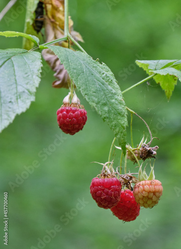 Red Raspberry close up