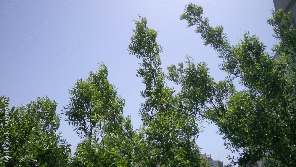 Fototapeta premium Trees against sky